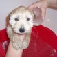 Su primer baño